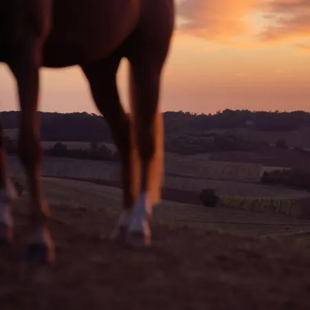 Entier De Charme, Equestre Gers *