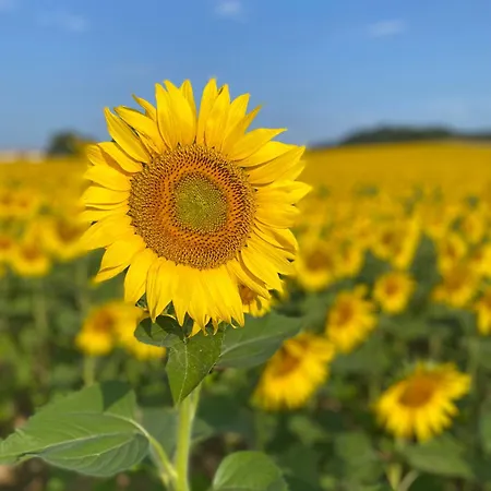 Entier De Charme, Equestre Gers Flamarens