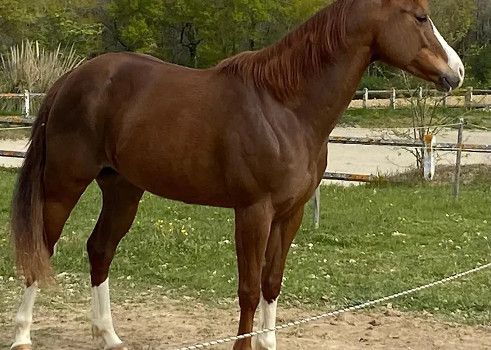 Entier De Charme, Equestre Gers Apartment Flamarens