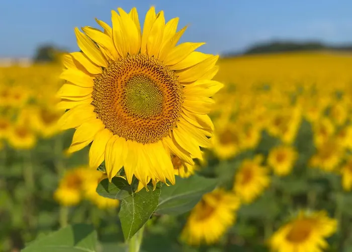 Entier De Charme, Equestre Gers Flamarens