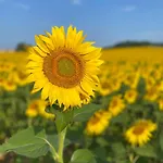 Entier De Charme, Equestre Gers Flamarens