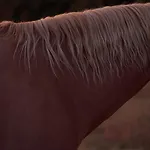 Entier De Charme, Equestre Gers Flamarens