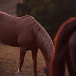 Entier De Charme, Equestre Gers