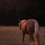Entier De Charme, Equestre Gers *