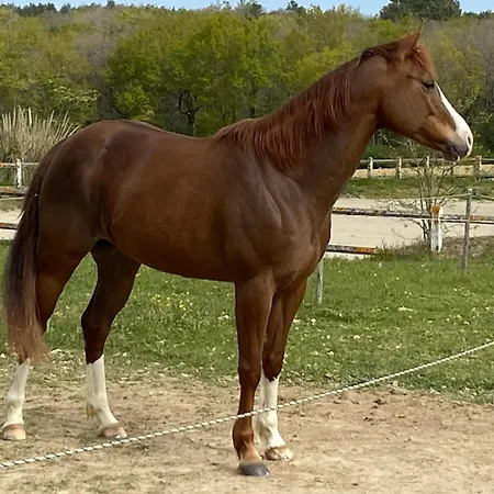 Entier De Charme, Equestre Gers Apartment Flamarens