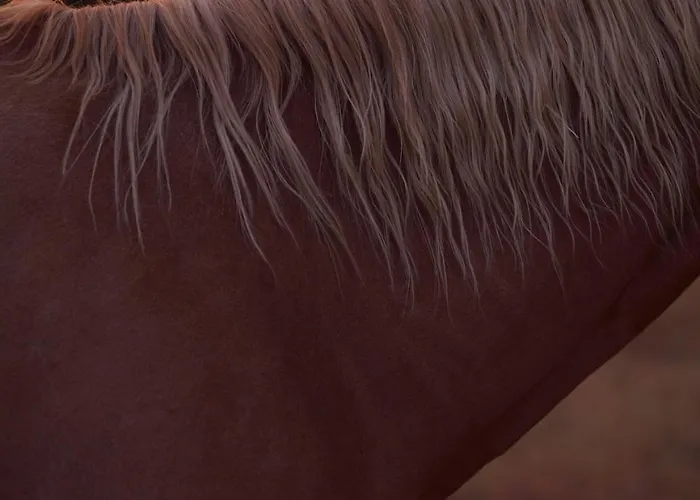 Entier De Charme, Equestre Gers Flamarens