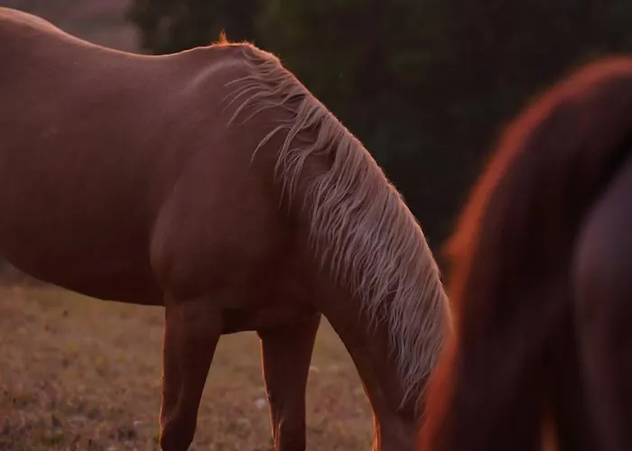 Entier De Charme, Equestre Gers