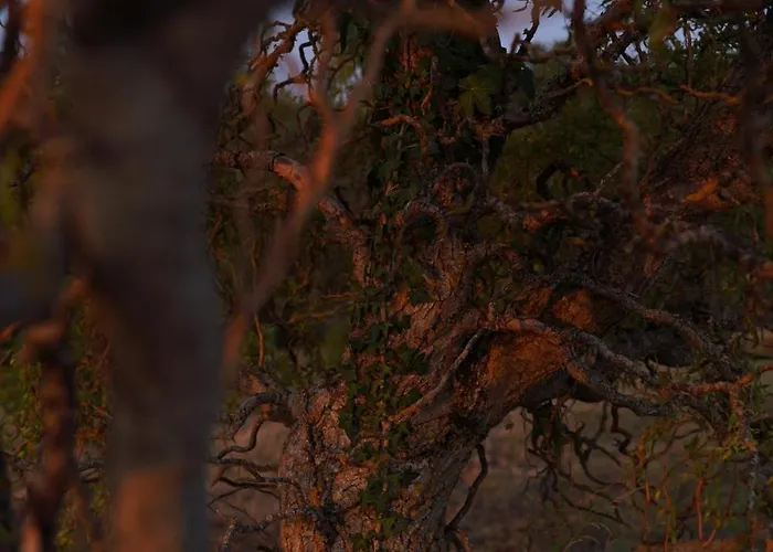 Entier De Charme, Equestre Gers