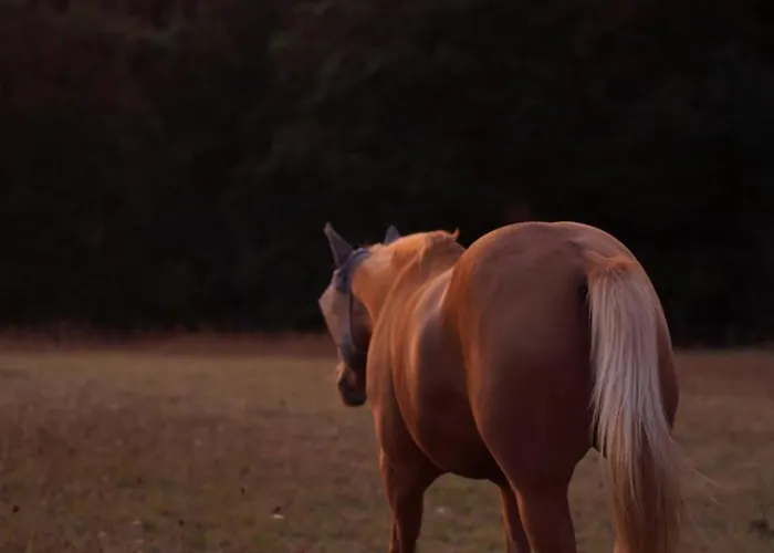 Entier De Charme, Equestre Gers *