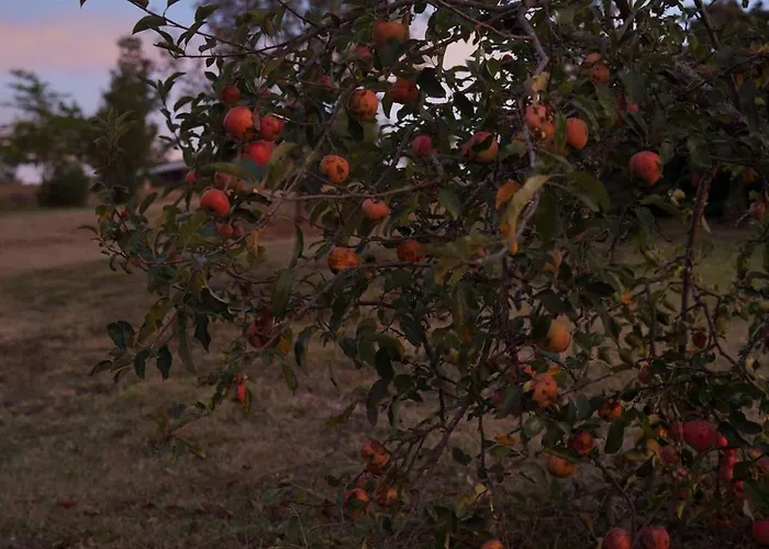 Entier De Charme, équestre Gers